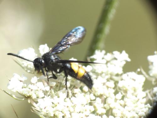 Réf. 277 287 : Scolia hirta hirta